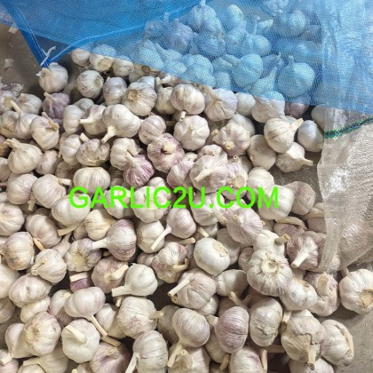 20kg bags garlic for Congo