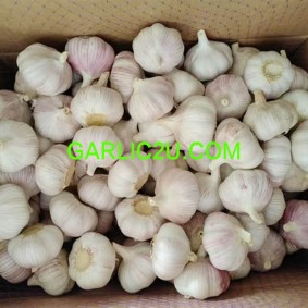 buy garlic from china supplier in box 10kgs 5kgs