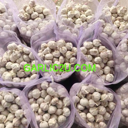 China Fresh Garlic AJO Alho Ail