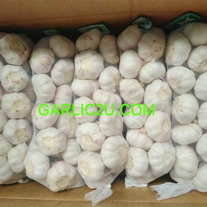China Fresh Garlic AJO Alho Ail