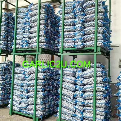 Fresh Garlic Cheap Price Fresh Garlic Cheap Price
