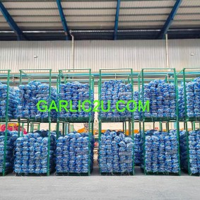 Fresh Garlic Exporters Chinese Normal White Garlic