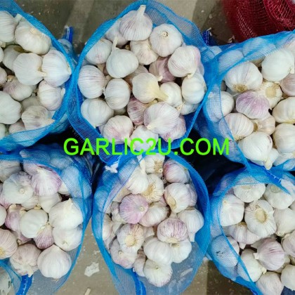 Fresh Potato and Garlic from China Wholesale Price with Best Quality, AJO/ALHO Fresh Potato and Garlic from China Wholesale Price with Best Quality, AJO/ALHO