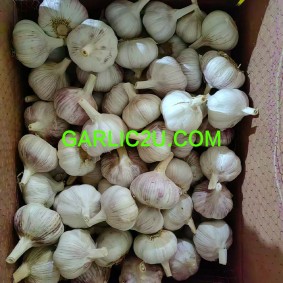 purchase a 1x40` Reefer Container load of Garlic for Georgetown, Guyana (South America).