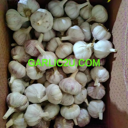 purchase a 1x40` Reefer Container load of Garlic for Georgetown, Guyana (South America). purchase a 1x40` Reefer Container load of Garlic for Georgetown, Guyana (South America).