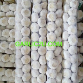 request for quotation elephant garlic pure white from china