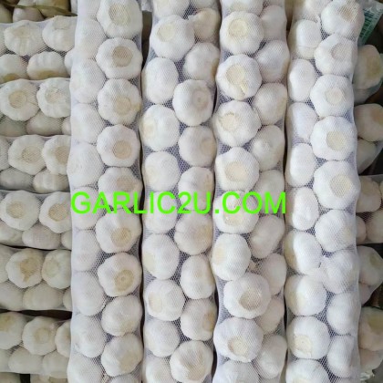 request for quotation elephant garlic pure white from china request for quotation elephant garlic pure white from china