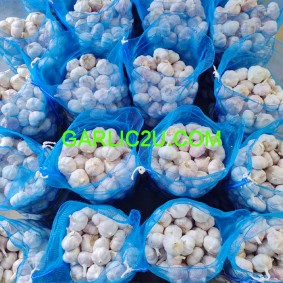 Shandong Garlic Wholesale Suppliers