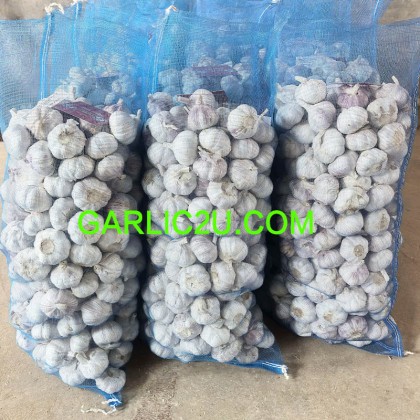 Wholesale Garlic Price from Garlic Suppliers