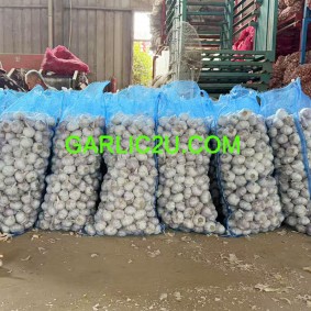 Wholesale Garlic Price from Garlic Suppliers