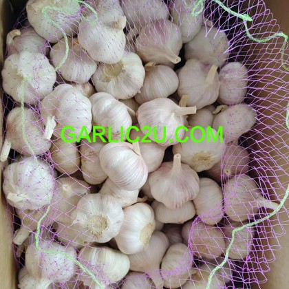 2026 Garlic Wholesale Suppliers
