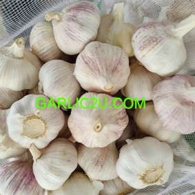 Fresh Garlic/Ajo/Violet Garlic