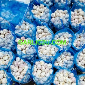 New crop Fresh Normal White Garlic
