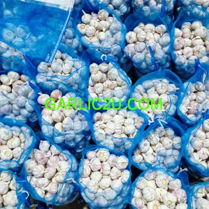 New crop Fresh Normal White Garlic
