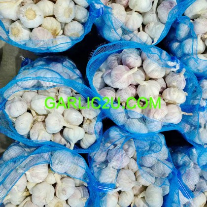 AIL Fresh Garlic from China Garlic Price