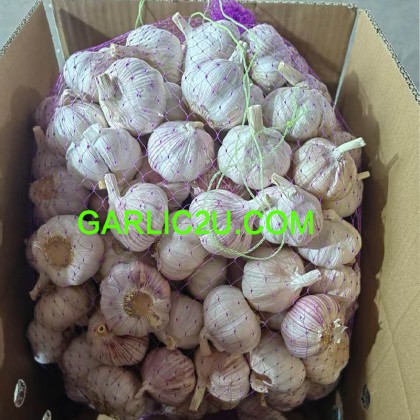 China Fresh White Garlic Price