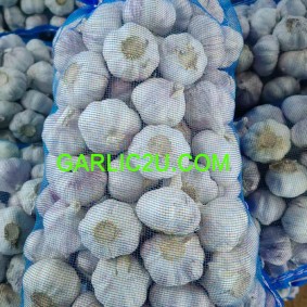 Fresh Garlic White Garlic