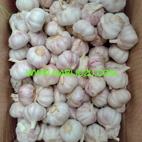 Fresh White Garlic Export