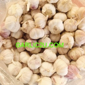 Garlic 4u