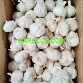 Jinxiang 100% Natural Garlic