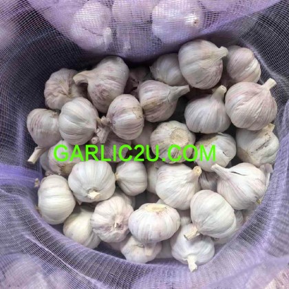 Normal white fresh garlic in bulk wholesale