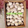 Price of Garlic / Precio del ajo 2026 White Garlic