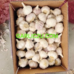 Price of Garlic / Precio del ajo 2026 White Garlic