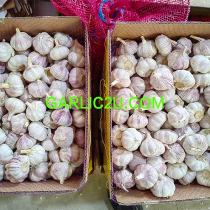 China Best Garlic Suppliers
