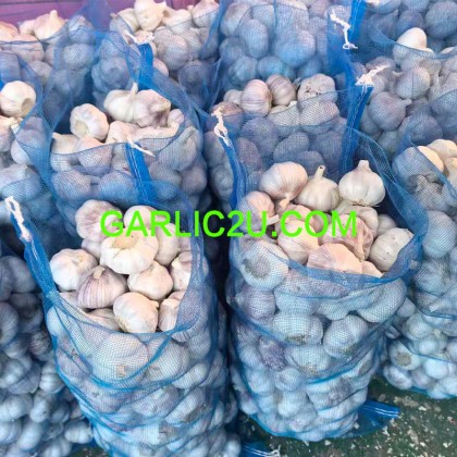 China/Chinese Best Garlic Price