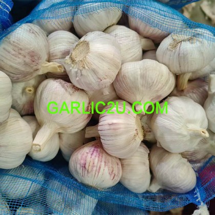 Fresh Garlic 10kgs for Ukraine Market