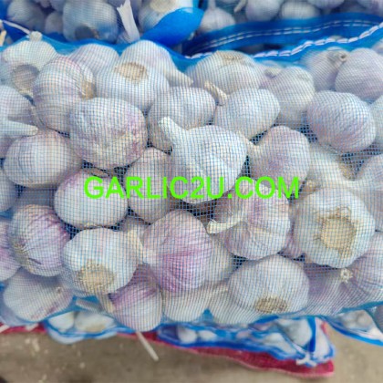 Fresh Garlic 400g/bag for Fiji Market