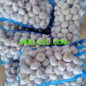 Good Quality Fresh Garlic for Jamaica 200g Per Bag