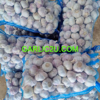 Good Quality Fresh Garlic for Jamaica 200g Per Bag
