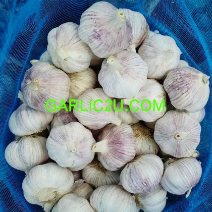 Red Garlic 10kgs for Russia Market