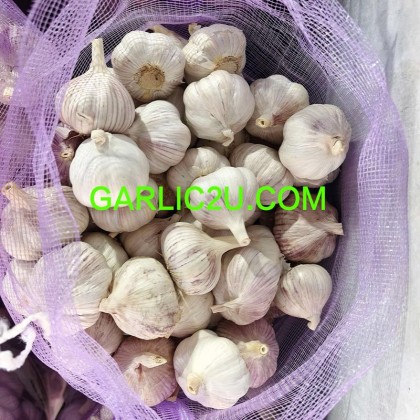 Best Garlic Supplier 500 per bag