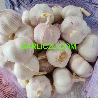 China Best Garlic Exporters Top Quality