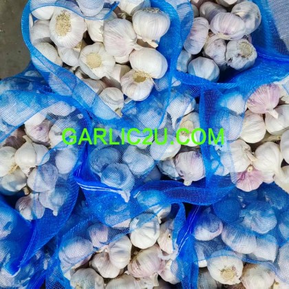 China Garlics