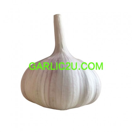 China Orangic Garlic