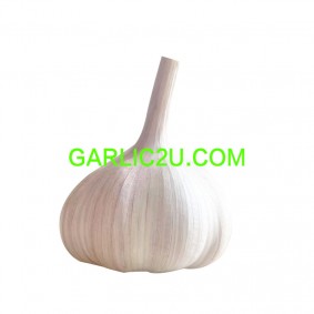 Dry Garlic from China