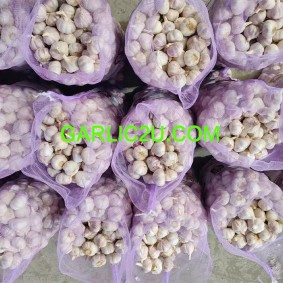 Fresh Garlic 1kgx10/carton