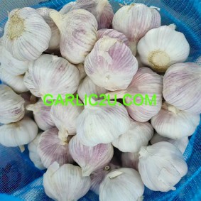 Fresh Garlic 20kg/bag for export