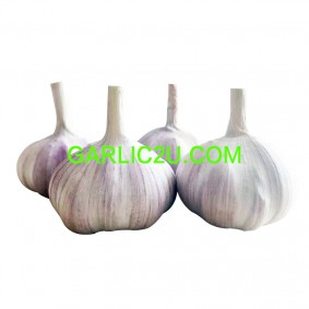 Fresh Normal White Garlic for Ecuador Market 20kg/bag