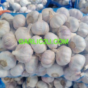 Garlic Exporters from China in low price