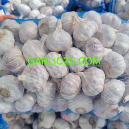 Garlic Exporters from China in low price