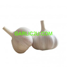 Garlic Wholesale from China 10kg carton