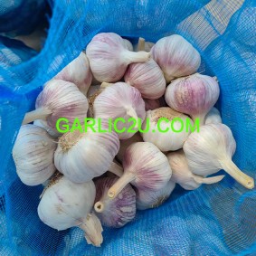 Pure White Garlic Ajo New Crop