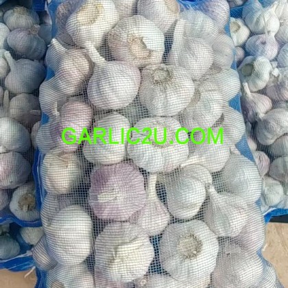 Red Garlic Normal White Garlic