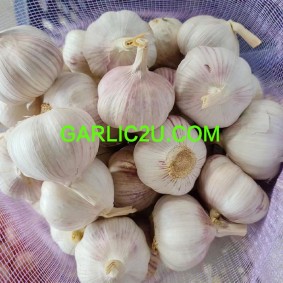 Shandong Garlic, Orangic Garlic 500g per bag