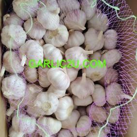 White Garlic Pure White Garlic 10kg/carton