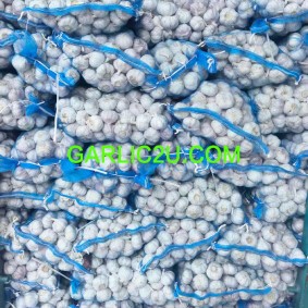 Buy Garlic in One Ton